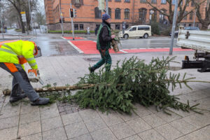 Der Baum liegt auf dem Boden und wird von einem Mitarbeiter der Stadtwerke mit Hilfe einer Motorsäge zerlegt. Ein anderer Mitarbeiter trägt einen Stumpf aus dem Bild.